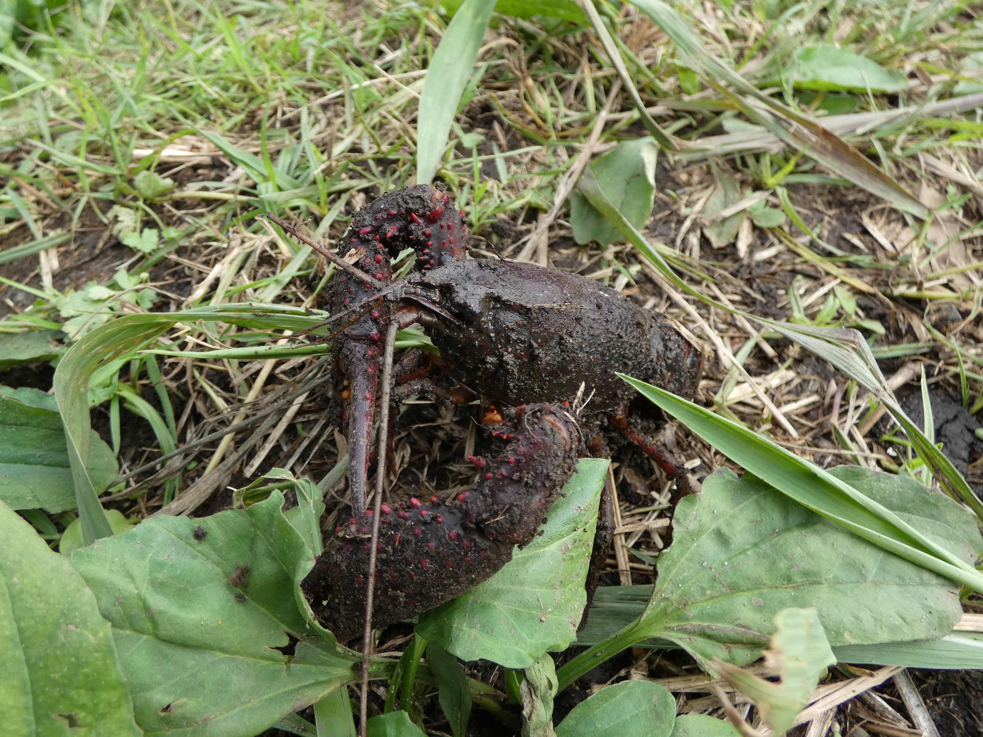 汚れたアメリカザリガニ